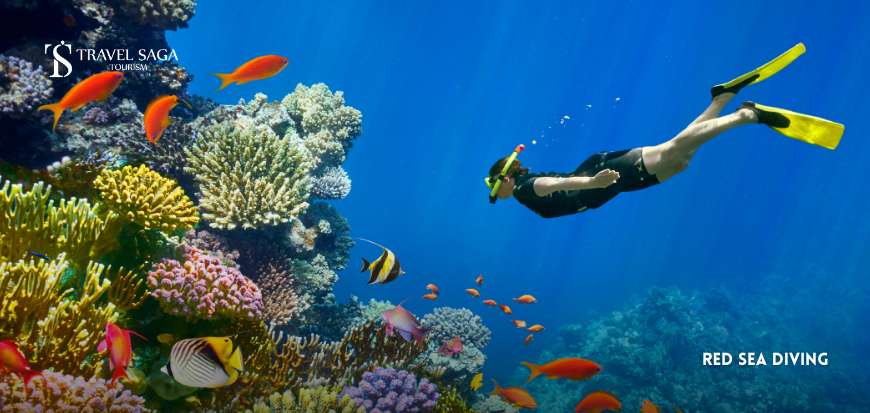 Red Sea Diving 