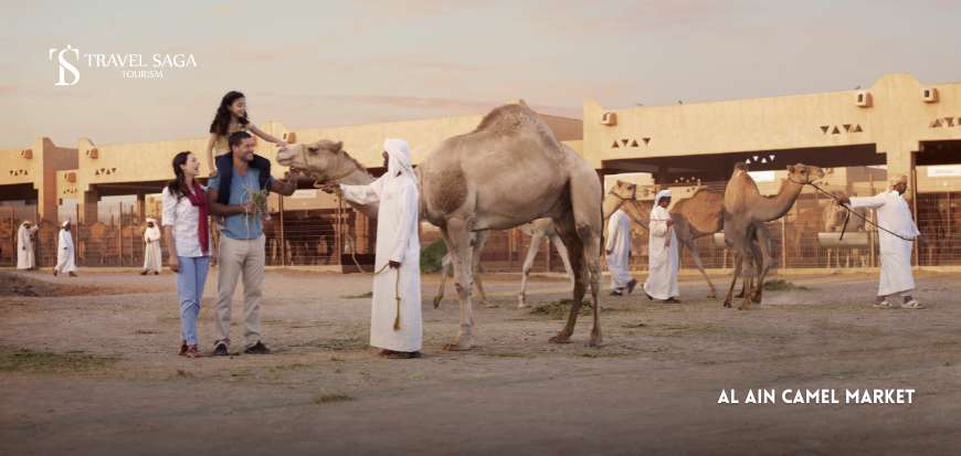 Al Ain Camel Market  