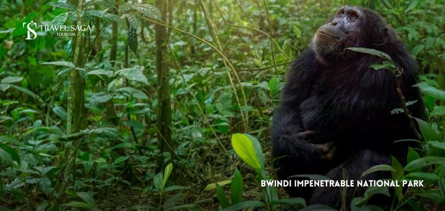 Bwindi Impenetrable National Park