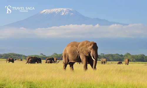 Kenya Tour Package