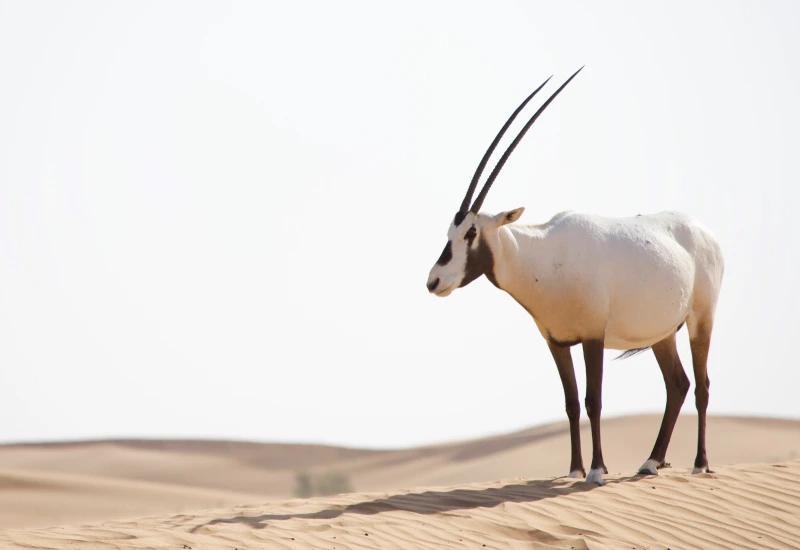 Arabian oryx at Dubai Desert Conservation Reserve