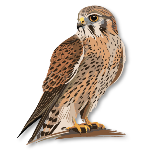 falcon photography with Overnight Desert Safari