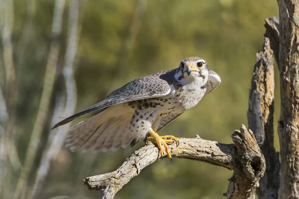 Prairie-falcon at Dubai Desert Conservation Reserve