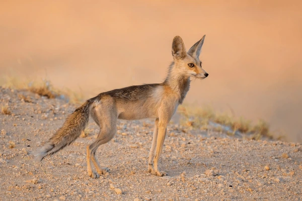 Arabian red fox at Dubai Desert Conservation Reserve