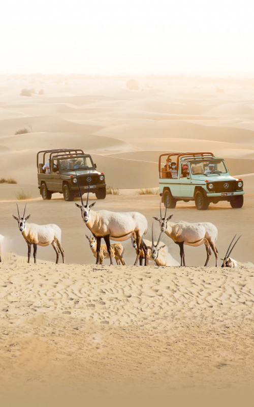 ddcr with Luxury Heritage Safari Dubai