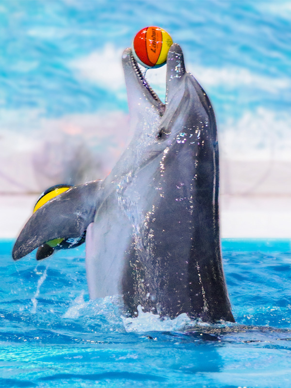 Dolphin with Dubai Dolphinarium