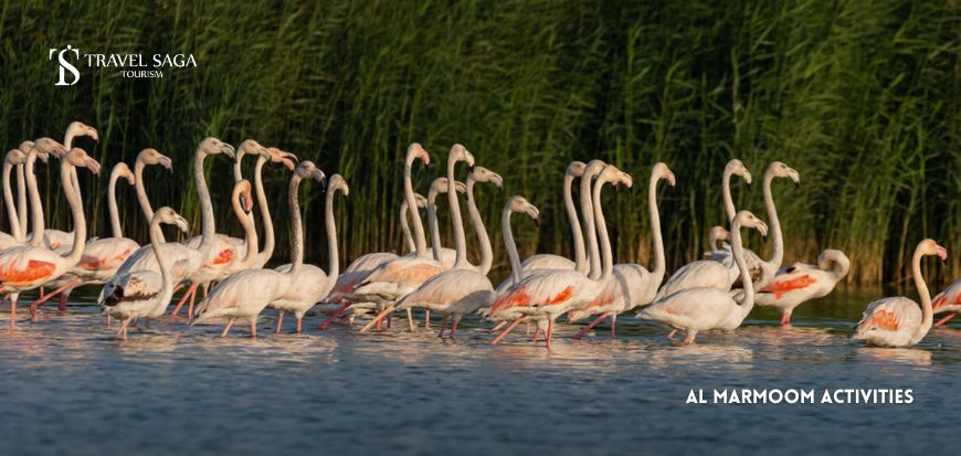 Al Marmoom Activities