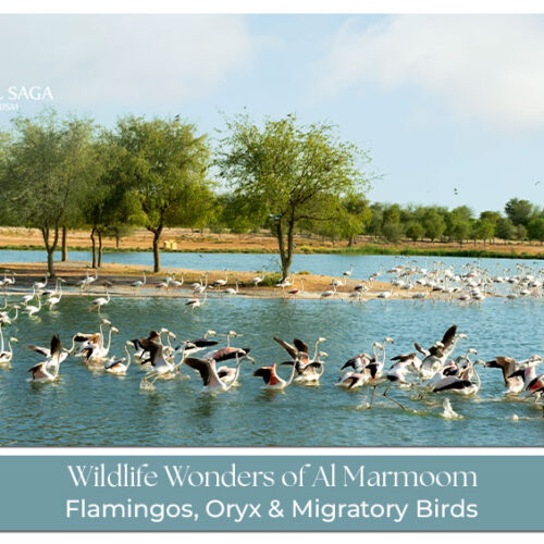 Al Marmoom Wildlife Blog Banner by Travel Saga Tourism