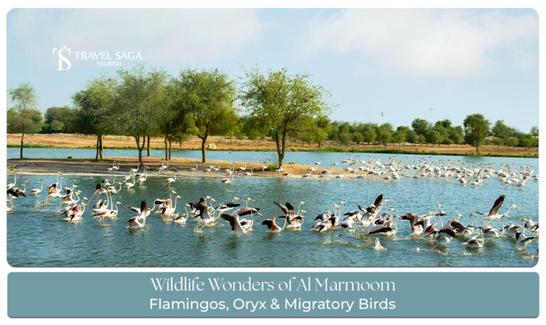 Al Marmoom Wildlife Blog Banner by Travel Saga Tourism