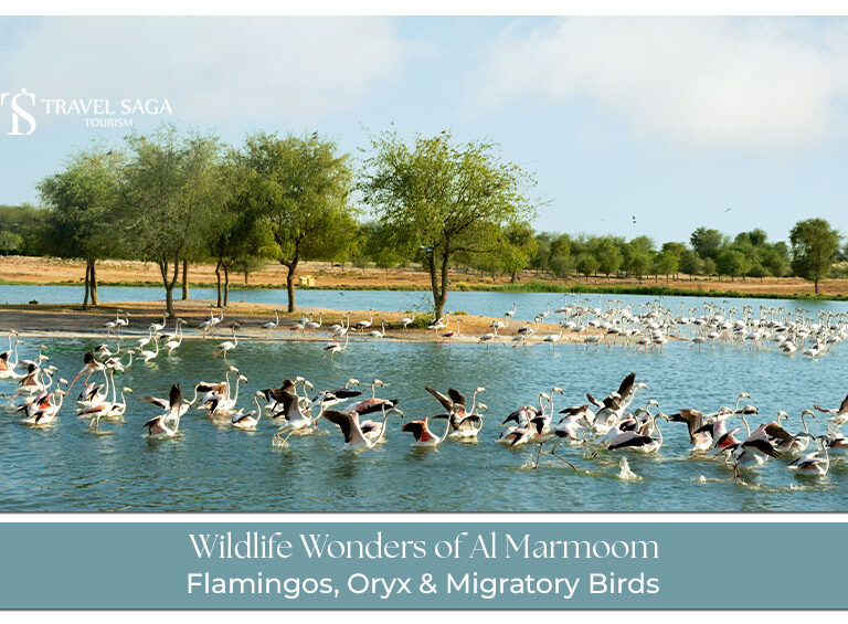 Al Marmoom Wildlife Blog Banner by Travel Saga Tourism
