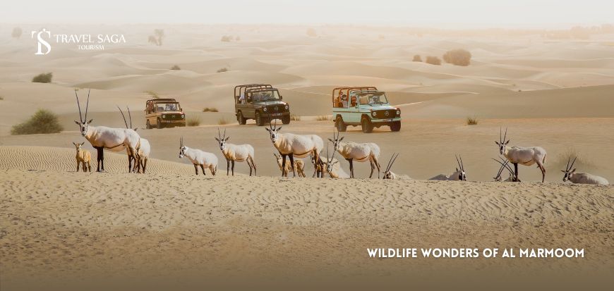 Wildlife Wonders of Al Marmoom