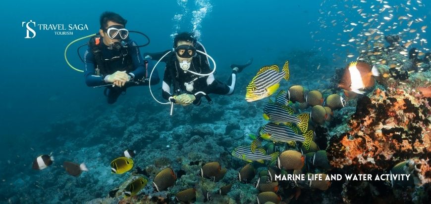 Marine Life and Water Activity