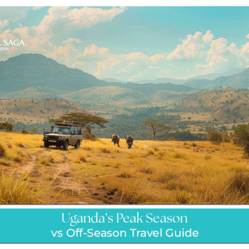 Uganda’s peak season Blog Banner by Travel Saga Tourism