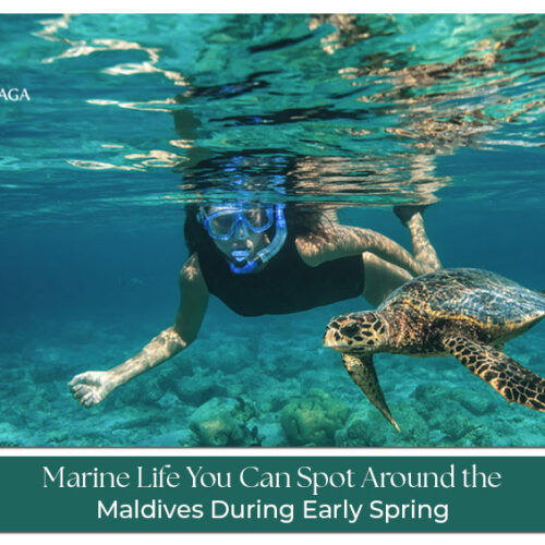 Marine life around the Maldives during early spring