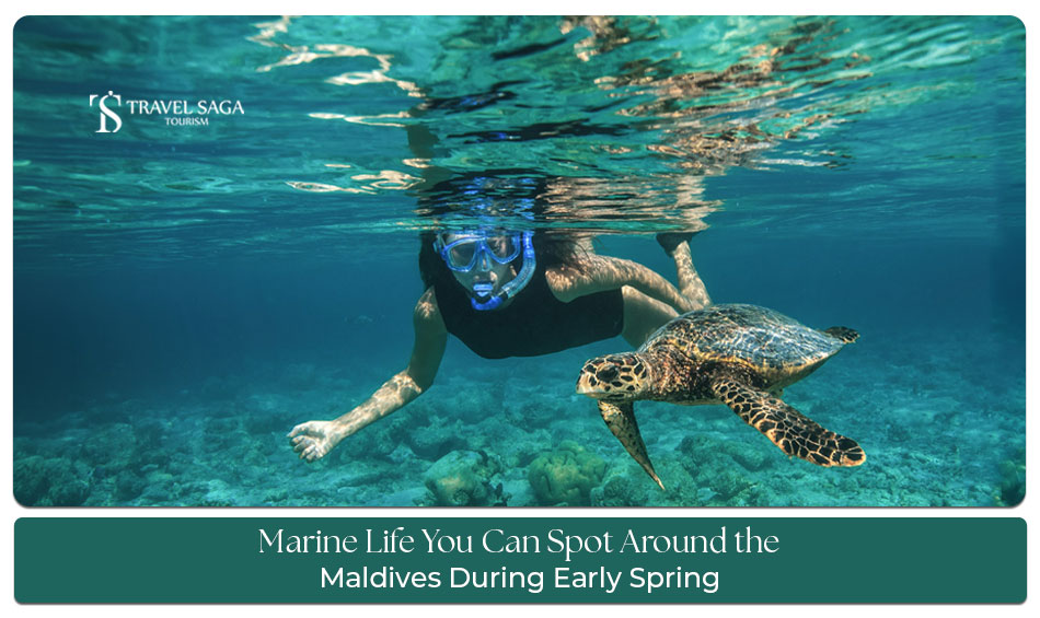 Marine life around the Maldives during early spring