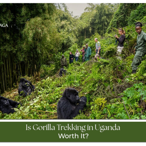 Gorilla trekking experience in Uganda with tourists observing mountain gorillas in the wild