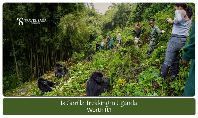 Gorilla trekking experience in Uganda with tourists observing mountain gorillas in the wild