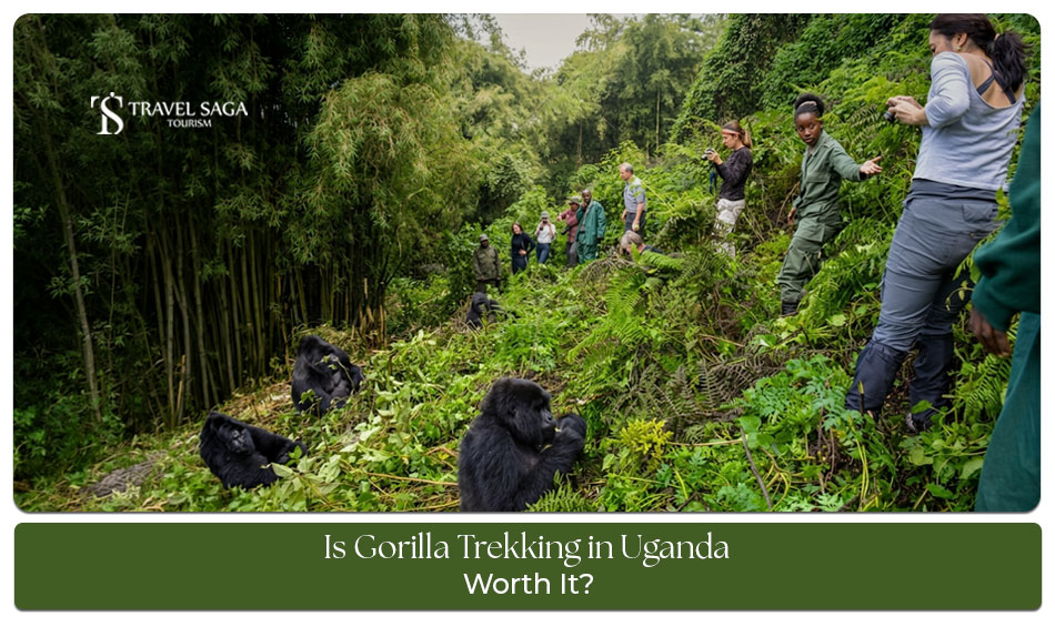 Gorilla trekking experience in Uganda with tourists observing mountain gorillas in the wild