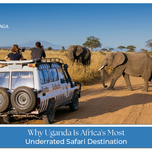 Uganda is Africa’s most underrated safari destination with wildlife and nature experiences