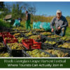 Georgia Grape Harvest Festival with wine traditions and cultural celebrations