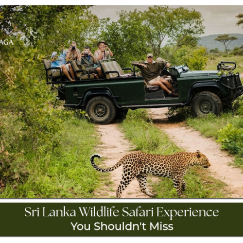 Sri Lanka Wildlife Safari Experience featuring national parks, exotic wildlife, jeep safaris, and unforgettable nature adventures