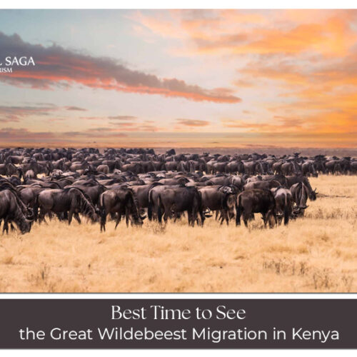 Great Wildebeest Migration in Kenya with breathtaking wildlife sightings
