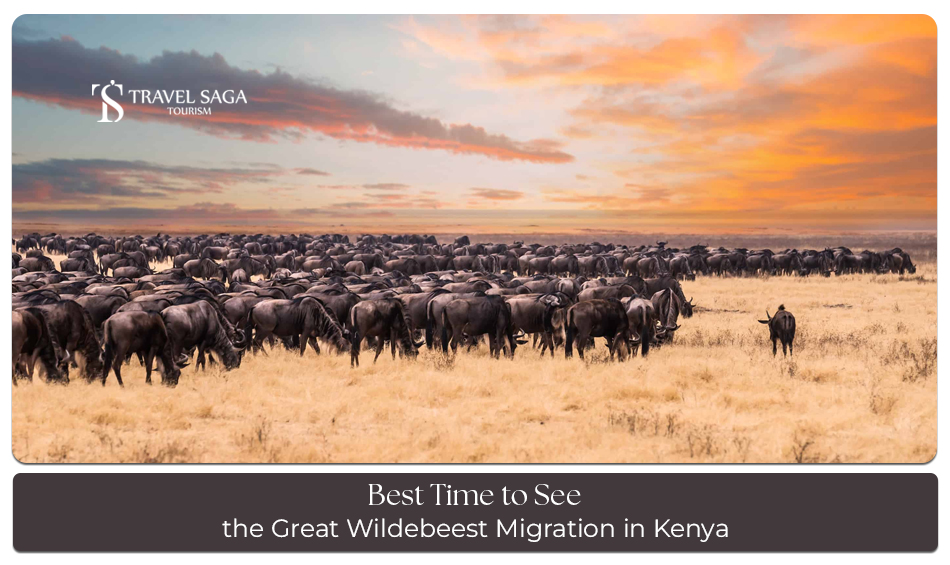 Great Wildebeest Migration in Kenya with breathtaking wildlife sightings