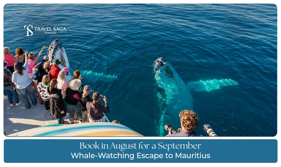 Experience whale watching in Mauritius during the best season to spot majestic whales in the Indian Ocean.
