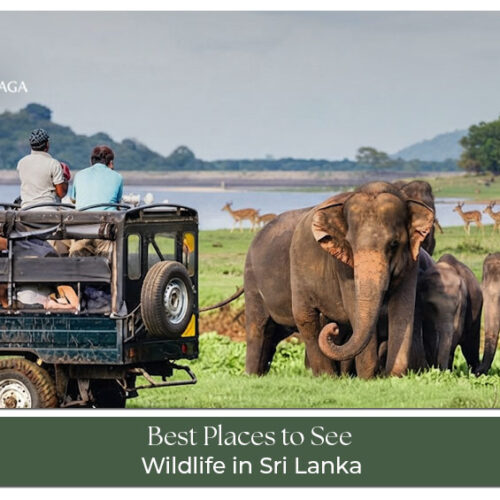 Wild elephants and other native animals in a Sri Lankan wildlife sanctuary.