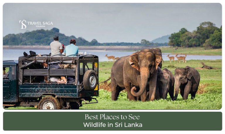 Wild elephants and other native animals in a Sri Lankan wildlife sanctuary.
