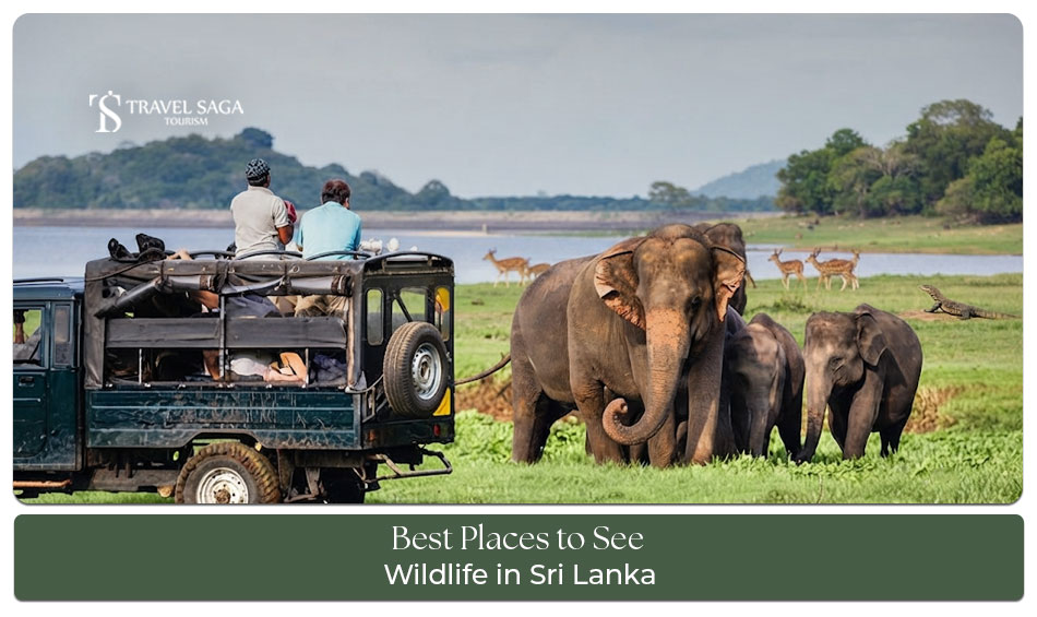 Wild elephants and other native animals in a Sri Lankan wildlife sanctuary.