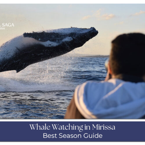 Whale watching in Mirissa with whales spotted in the ocean.