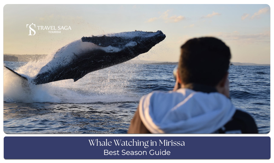 Whale watching in Mirissa with whales spotted in the ocean.