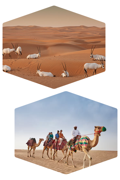 Desert safari places in Dubai