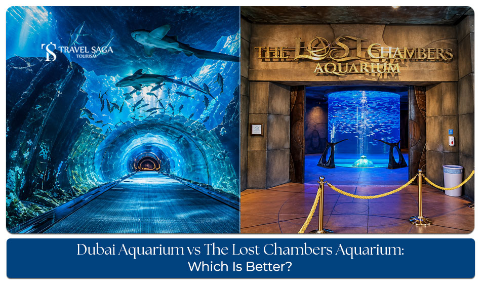 Visitors exploring colourful marine life and underwater exhibits at Dubai's popular aquariums.