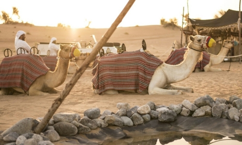 Bedouin culture safari in Dubai desert