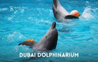 Dubai Dolphinarium thumbnail travel saga tourism